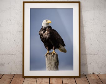 Wild Eagle Photo Print | Animal Wall Art | Pacific Northwest Home Office Decor | Wildlife Photography