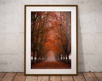 Autumn Trees Photo Print | Fall Wall Art | Living Room Decor | Pacific Northwest Photography