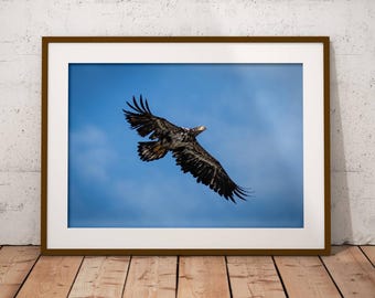 Wild Eagle Photo Print | Animal Wall Art | Home Office Decor | Wildlife Photography