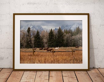 Wild Horse Photo Print | Grand Teton Wall Art | Living Room Decor | Wildlife Photography