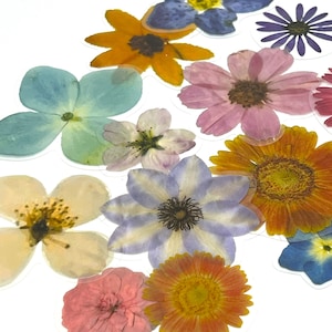 Adesivos de flores prensadas, adesivos de flores silvestres, adesivos florais boho, adesivos de flores do prado, adesivos de flores secas