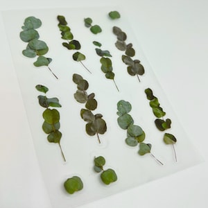 Eucalyptus Leaf Planner Stickers, Leaves Stickers, Eucalyptus Plant Stickers, Botanical Decorative Stickers, Scrapbook Stickers
