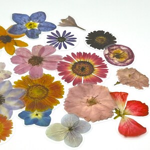 Op de afbeelding: Assortiment van geperste bloemen in verschillende kleuren en vormen, waaronder roze, rood, blauw, paars en geel. De bloemen zijn gerangschikt op een witte achtergrond en lijken klaar te zijn voor knutselprojecten.
