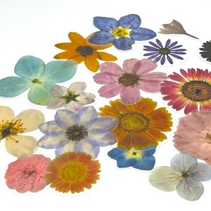 Op de afbeelding: Assortiment van geperste bloemen in verschillende kleuren en vormen, waaronder blauw, roze, geel, oranje en wit. De bloemen zijn willekeurig gerangschikt op een witte achtergrond.