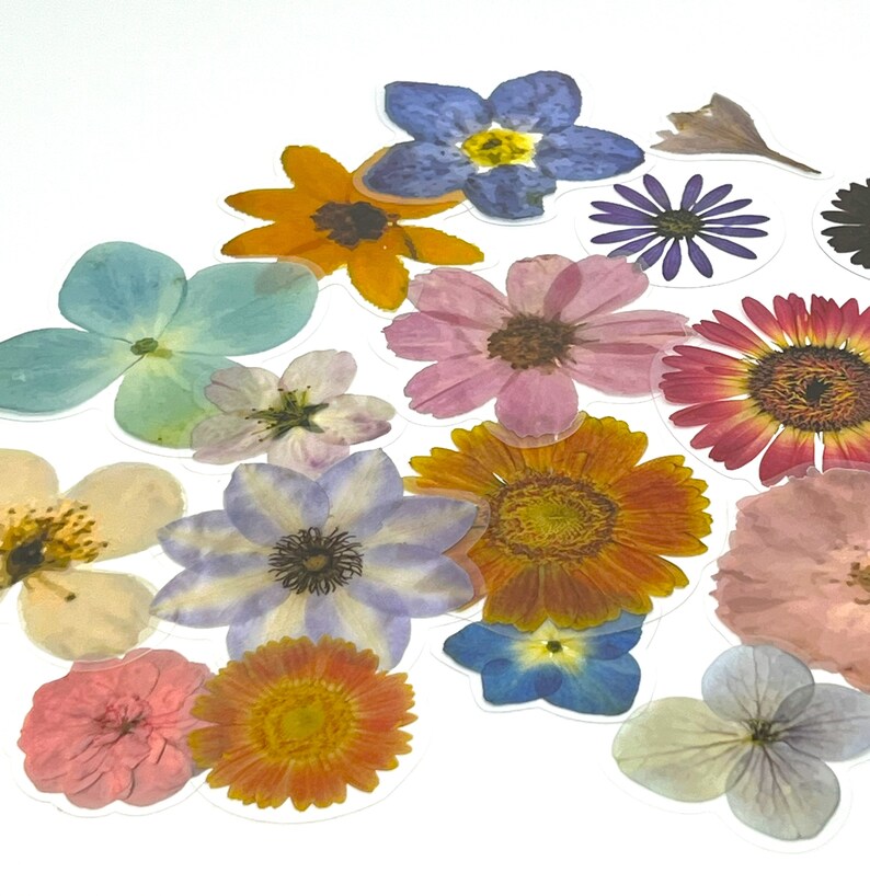 Op de afbeelding: Assortiment van geperste bloemen in verschillende kleuren en vormen, waaronder blauw, roze, geel, oranje en wit. De bloemen zijn willekeurig gerangschikt op een witte achtergrond.