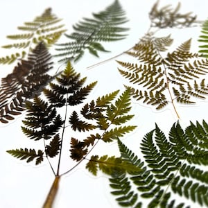 Groenplannerstickers, plantenstickers, stickers varenplant, botanische decoratieve stickers, plakboekstickers, stickers plantenliefhebber