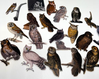 Pegatinas de aves del bosque para planificador, decoración de lechuzas, pegatinas vintage de búhos para diario, pegatinas para estudiantes, pegatinas de búhos para diario, regalo para amantes de los búhos