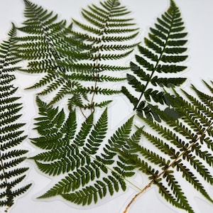 Groenplannerstickers, plantenstickers, stickers varenplant, botanische decoratieve stickers, plakboekstickers, stickers plantenliefhebber