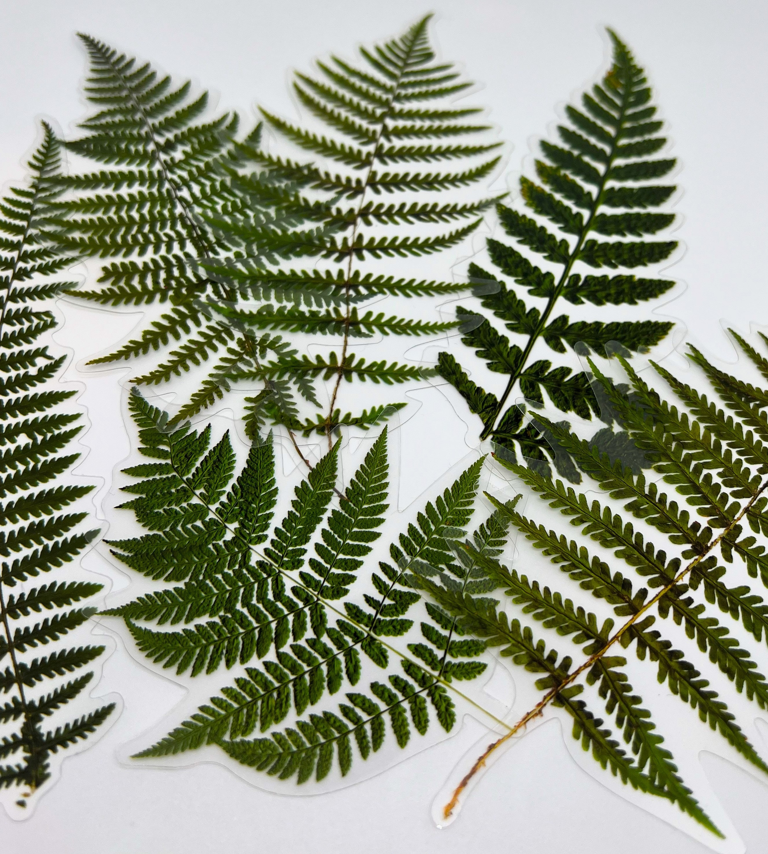 Greenery Planner Stickers, Plants Stickers, Fern Plant Stickers, Botanical Decorative Stickers, Scrapbook Stickers, Plant Lover Stickers
