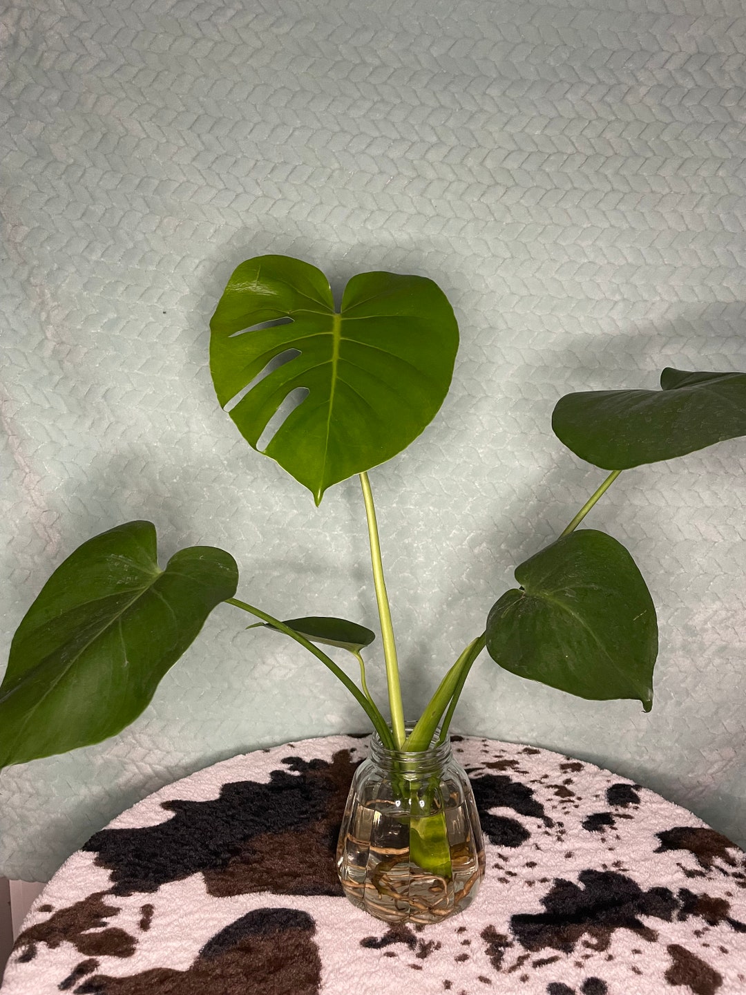 Monstera Deliciosa/swiss Cheese Plant/cutting Etsy