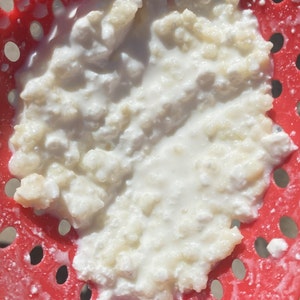 Milk Kefir Grains
