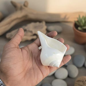 May include: A white conch shell with a spiral design, held in a hand. The shell has a smooth, glossy surface and a wide opening. The background includes pebbles, driftwood, and a small potted succulent.