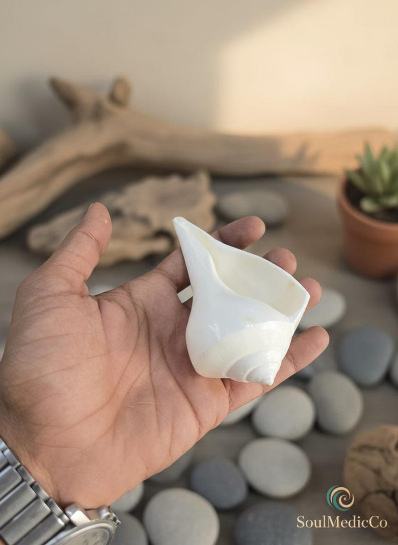 May include: A white conch shell with a spiral design, held in a hand. The shell has a smooth, glossy surface and a wide opening. The background includes pebbles, driftwood, and a small potted succulent.