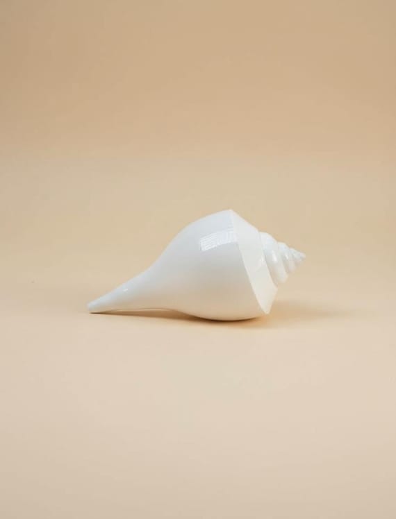 Natural White Conch Shell (Shankh) for Puja, Vastu & Home Décor | Spiritual Gift | Hindu Pooja Item | Sacred Shell for Temple and Meditation