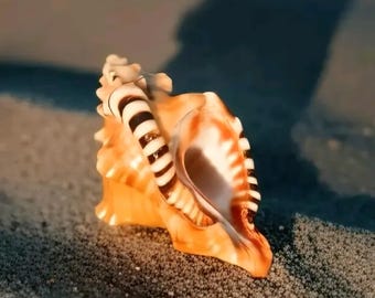 May include: A close-up of a seashell with a spiral shape. The shell is a mix of orange and white with dark brown stripes. The shell is resting on a sandy surface, with a shadow cast behind it.