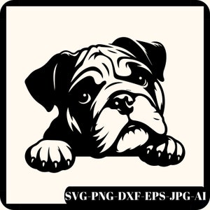 Bulldog carino SVG, Bulldog inglese antico SVG, Bulldog Png, File Cricut Bulldog, Bulldog che sbircia, Razza Bulldog, File Svg Bulldog, Cane Svg, Png