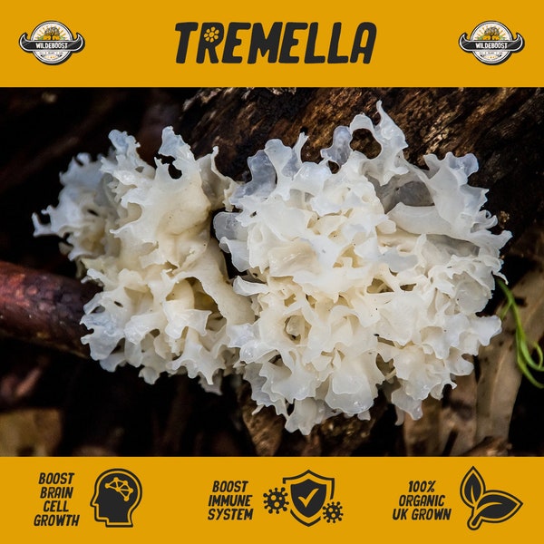 100% Organic Dried Tremella (Snow Fungus/Snow Ear/White Jelly) | Medicinal Mushroom, Gut Health, Immunity Boosting, UK-Grown, Natural