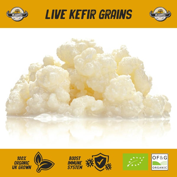 Live Natural Kefir Grains Grown in Organic Cows Milk | Probiotic, Gut Health, Immune System, Healthy Wholefoods | Cultured Fermented Kefir