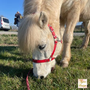 Puede incluir: Un pony blanco con una cabezada de cuero roja pastando en un campo de hierba verde.