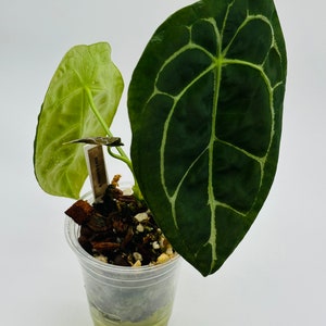 Anthurium Forgetii x Tezula Ace of Spades | Large | Rare Anthurium Hybrid | AOS | Forgetii | Dark Round Leaves