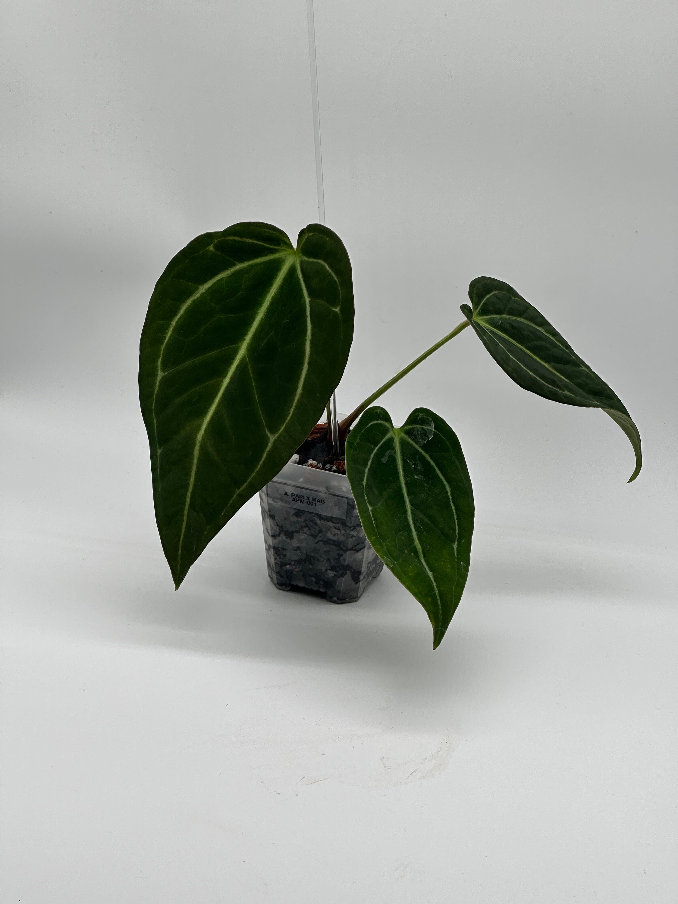 Anthurium Papillilaminum X Magnificum | Papi X Mag Anthurium Papillilaminum X Magnificum | Papi X Mag