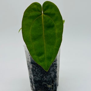 Anthurium Carlablackiae X Papillilaminum Seedling | Dark Hybrid | Papi Carla | Rare | Exact Plant | 3” Pot