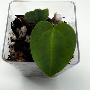 Anthurium crystallinum red - Etsy 日本 Anthurium crystallinum red - Etsy 日本