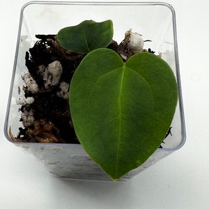 Anthurium Tezula Red Crystallinum X Papillilaminum ‘Ralph Lynam’ Seedlings | Rare Papi Hybrid | 2-3 Leaf Seedlings | Bundle & Save