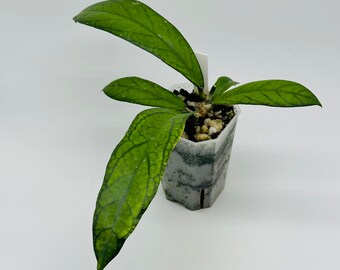 Hoya Sp. Tanggamus | 3” Pot | Large Leaves | Well Rooted | Extremely Rare | Established Hoya | Veiny Hoya | New Growth