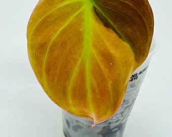 Variegated Philodendron Micans Aurea | Beautiful High Variegation | Half Moon | Pink Yellow Green | Rooted Cutting