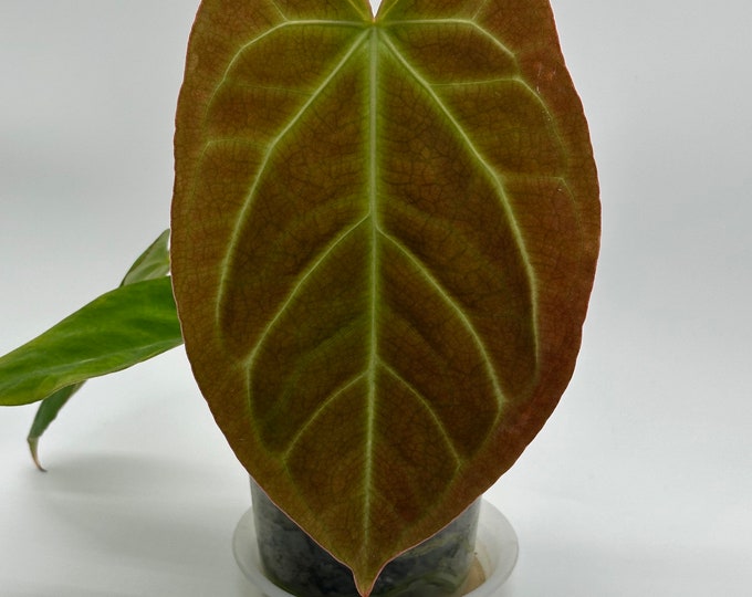 Anthurium #twinphoenix f2
