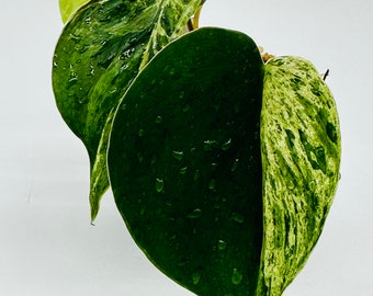 Variegated Philodendron Hederaceum | Large Rooted Cutting  | Variegated Heartleaf Philo | High Variegation | Easy Care | Vines or Climbs!