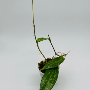 Hoya Sp. Malaysia Splash | 2 Cuttings | Rare Hoya Cutting | Long Elongated Veiny Leaves | Splashy Hoya | Rooted | New Leaves!