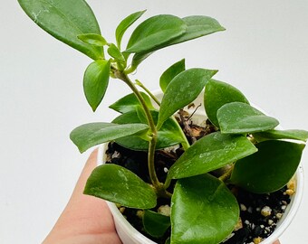 Hoya Rosarioae | 2.5” Pot | Rare Hoya | Cute | Uncommon | Quick to Bloom | Sweet Scent Flowers | Multiple Growth Points