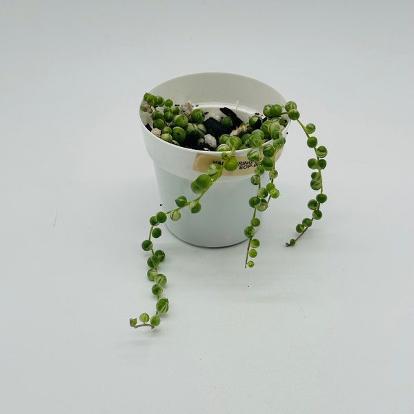 Variegated String of Pearls | Senecio Rowleyanus f. variegatus| Succulent | Fully Rooted | Unique Variegation | Easy Care | 3-in Pot