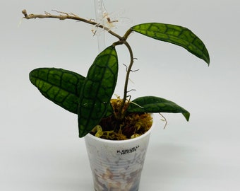 Hoya Callistophylla ‘Long Leaf’  | Dark Large Leaves | Rare | Well-Rooted Established Hoya Cutting | Veiny Hoya