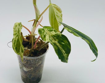 Variegated Philodendron Hederaceum | Large Rooted Cutting  | Variegated Heartleaf Philo | High Variegation | Easy Care | Vines or Climbs!