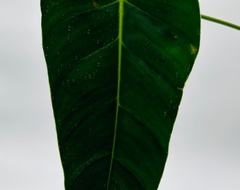 LARGE Philodendron Esmeraldense Cutting | Rare Philo | Dark Elongated Rippled Leaves | Unique Houseplant | Climbing Aroid | Rooted Cutting