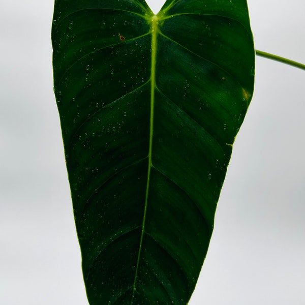 LARGE Philodendron Esmeraldense Cutting | Rare Philo | Dark Elongated Rippled Leaves | Unique Houseplant | Climbing Aroid | Rooted Cutting