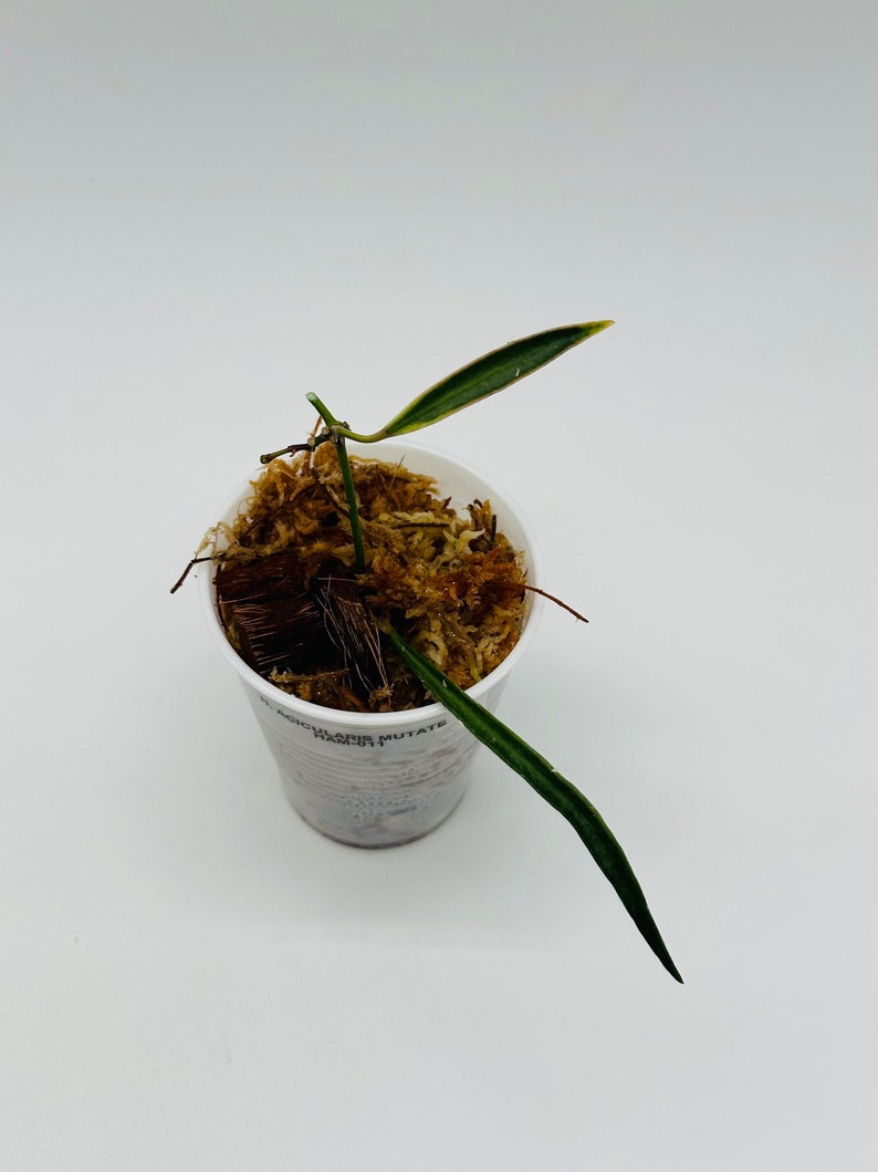 Hoya Acicularis Mutate Extremely Rare & Unique Hoya Needle Like Long Narrow Leaves Rooted Hoya Cutting image 3