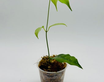 Hoya Campanulata Aka Cystiantha | With Some Splash | Thin Leaved Hoya | Rare | Splashy Hoya | Unique Blooms