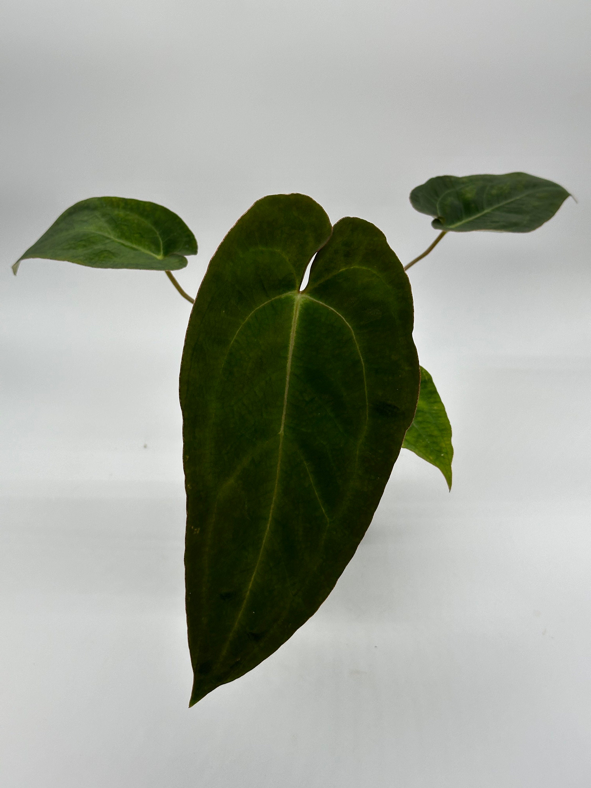 Anthurium Ace Of Spades X Papillilaminum | Dark Hybrid