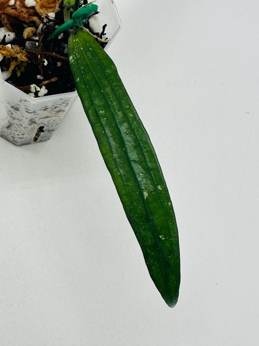 Hoya Rindu Rafflesia | Sp Bengkulu | LONG Narrow Veiny Leaves | Rare ...