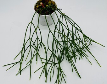 Rhipsalis Baccifera | Grower’s Choice | Mistletoe Cactus | Jungle Cactus | Succulent-Like | Unique | Easy Care | Fast Growing | 2.5” Pot