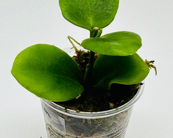 Hoya Biakensis | Hoya sp. Biak Island | Rooted & Growing | RARE Unique Hoya | Rounded Leaves | New Growth!