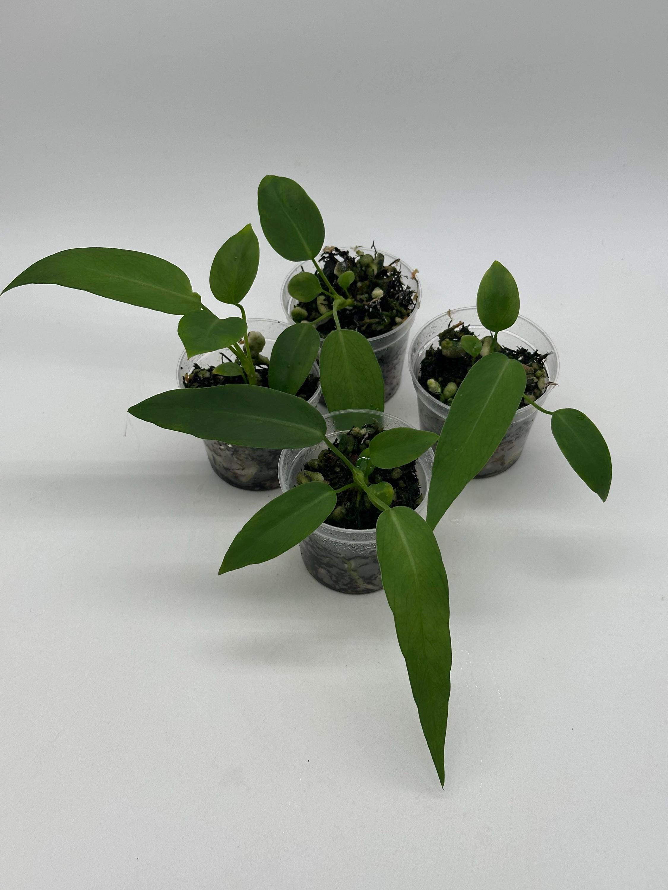 Anthurium ace of spades - Etsy 日本 Anthurium ace of spades - Etsy 日本