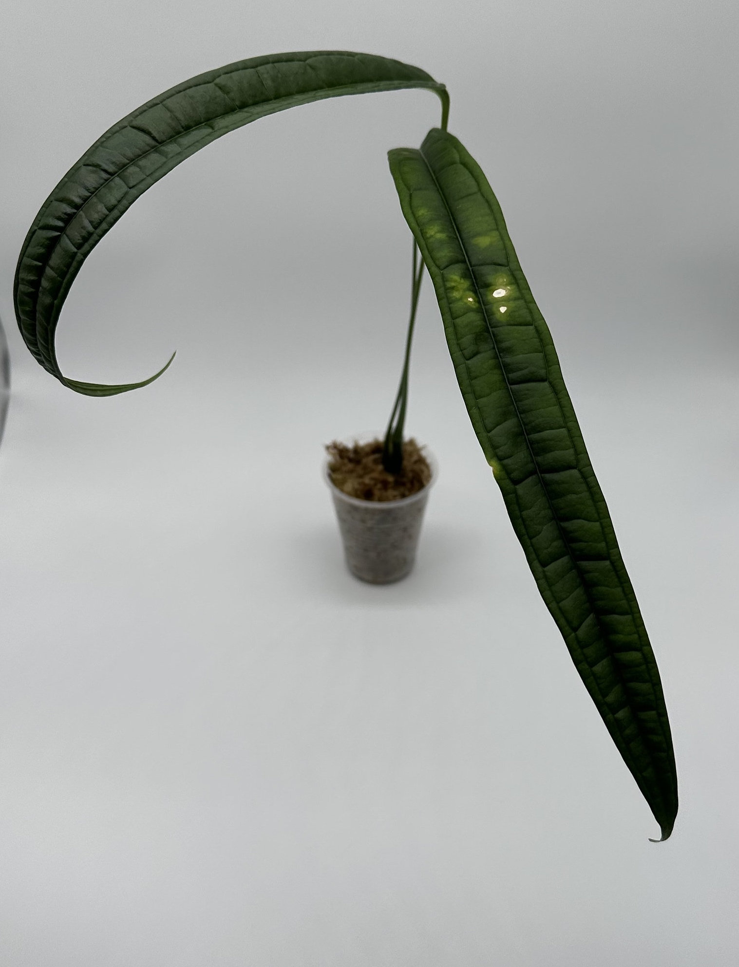 Anthurium Lutheri Extremely Rare Unique Leaf Shape Hard to Find 
