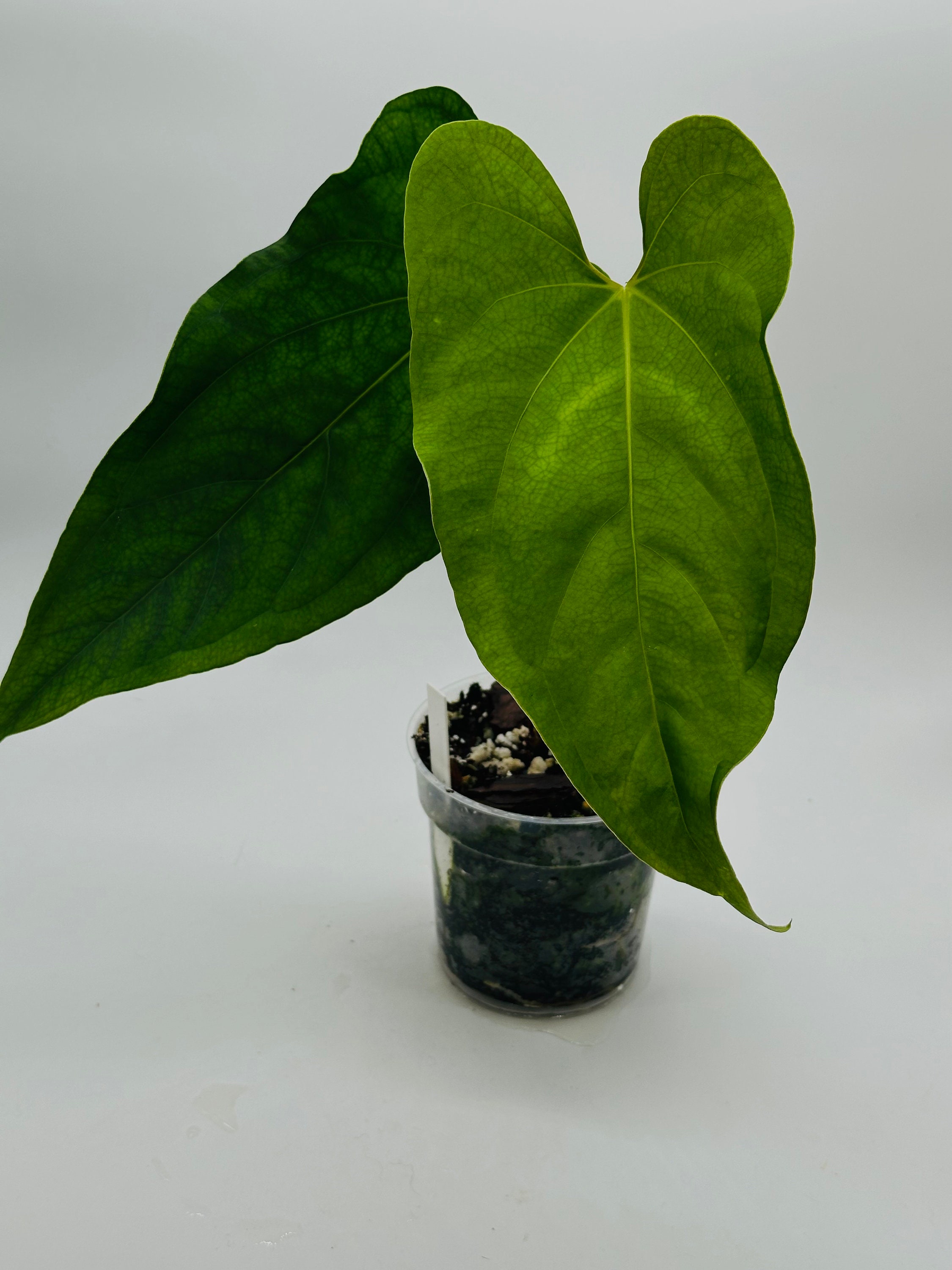 Anthurium fort sherman - Etsy 日本 Anthurium fort sherman - Etsy 日本