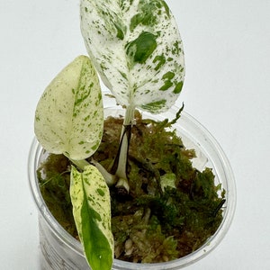 US] Sale: Epiprenum pinnatum aurea Yellow Flame : r/RareHouseplantsBST