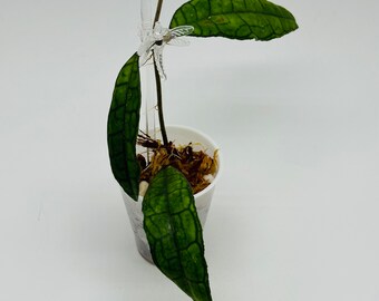 Hoya Callistophylla ‘Long Leaf’  | Dark Large Leaves | Rare | Well-Rooted Established Hoya Cutting | Veiny Hoya